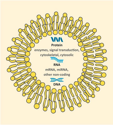 diagram of an exosome