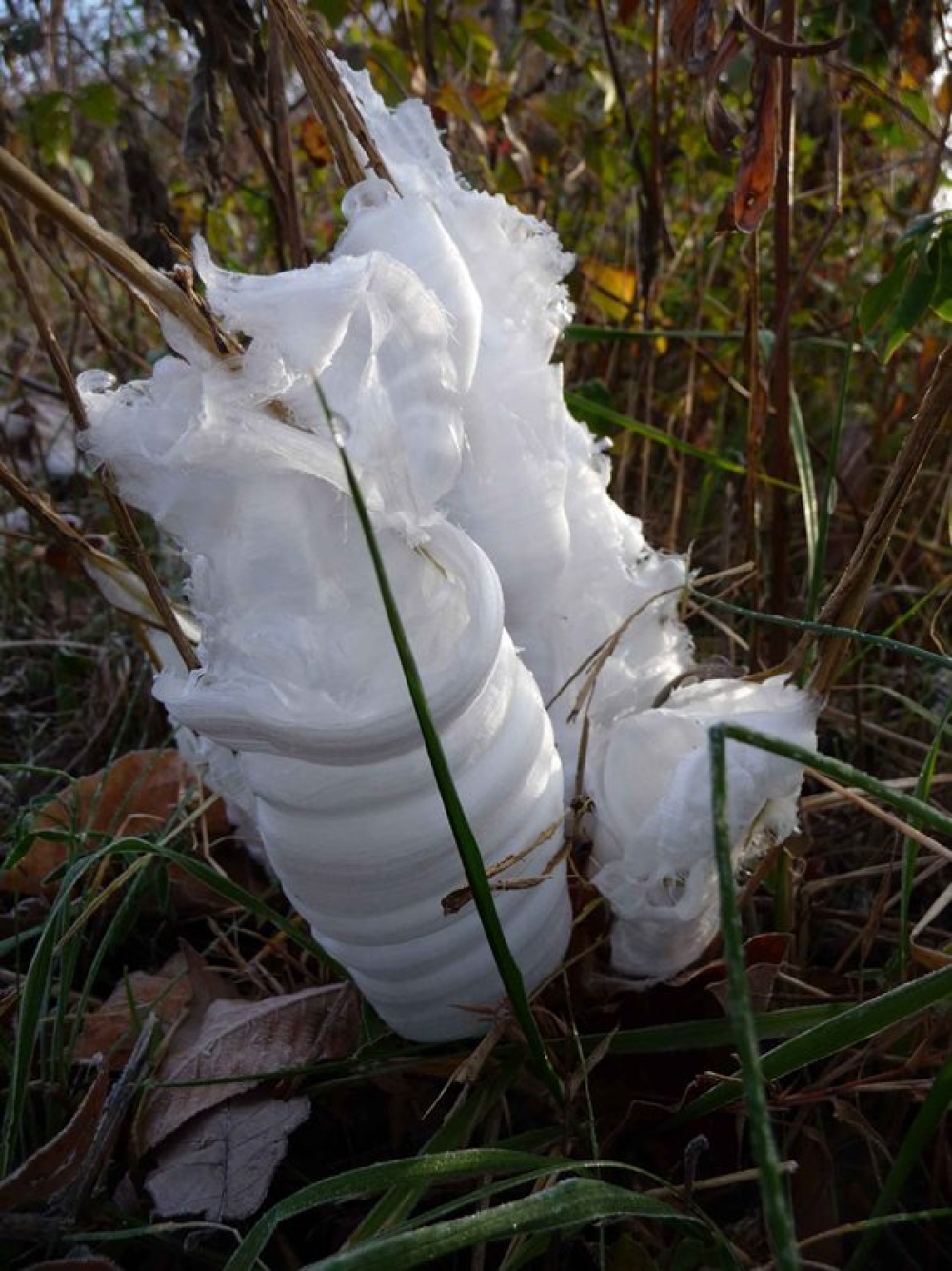 a frost flower growing out from a wingstem plant, its made of thin but wide ribbons of ice