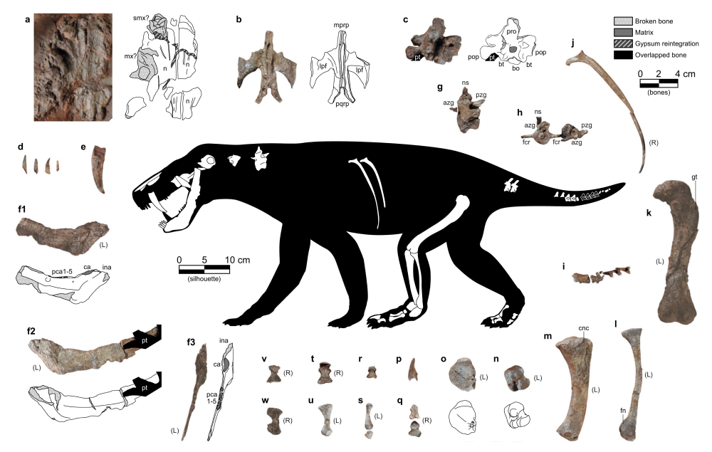 Figure from the paper showing the fossil bones that have been found of the new gorgonopsian.