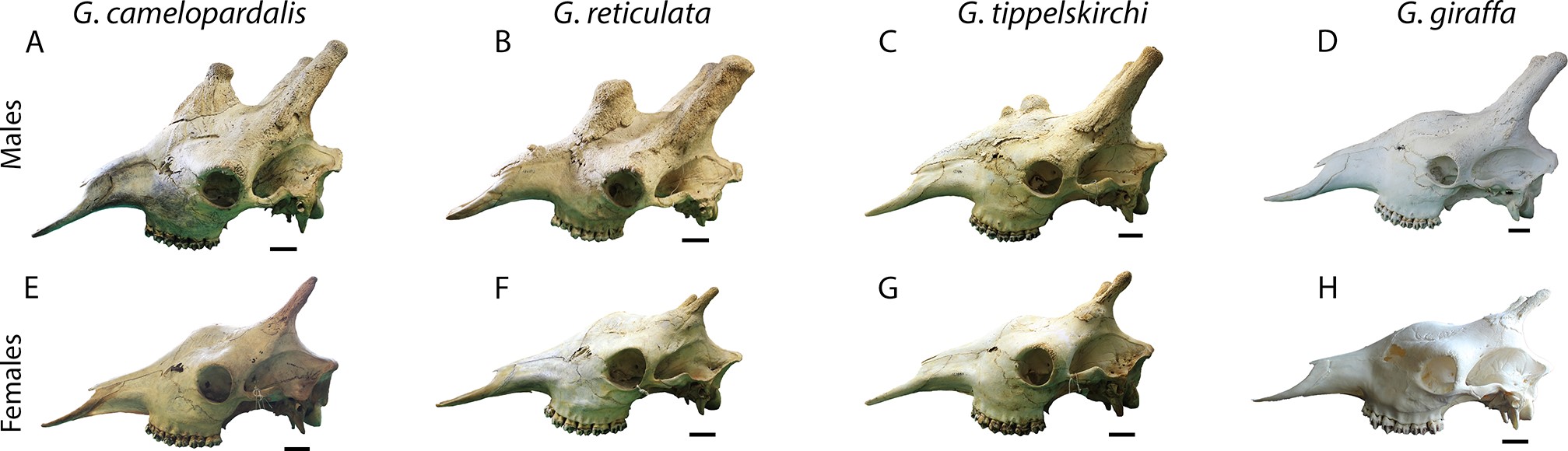 Four species of giraffe skulls with different cranial morphology