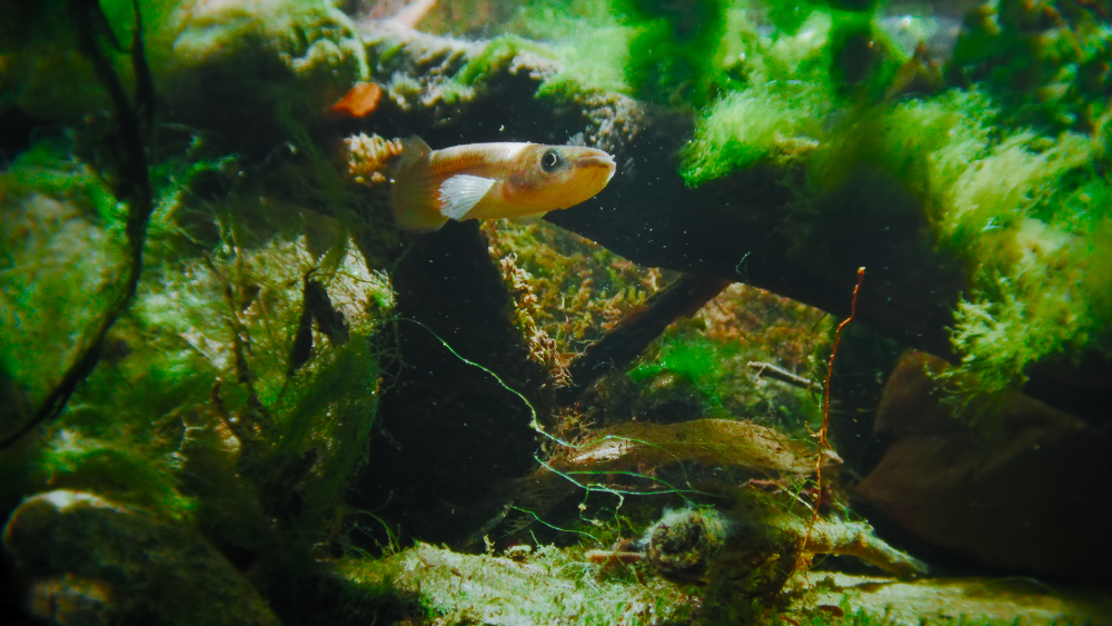 a killifish in water surrounded by green mossy plants