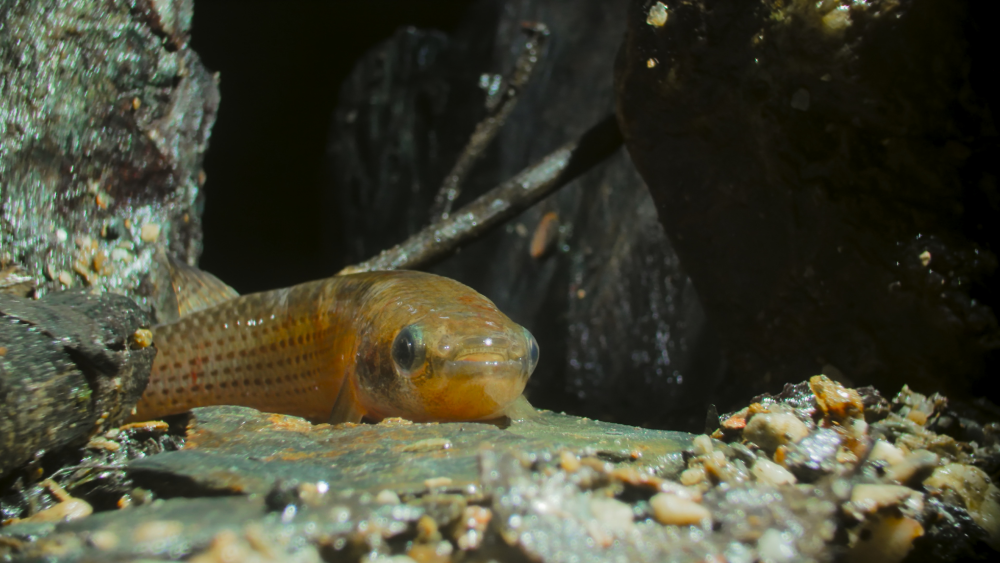 a killifish on land using its tail to breathe