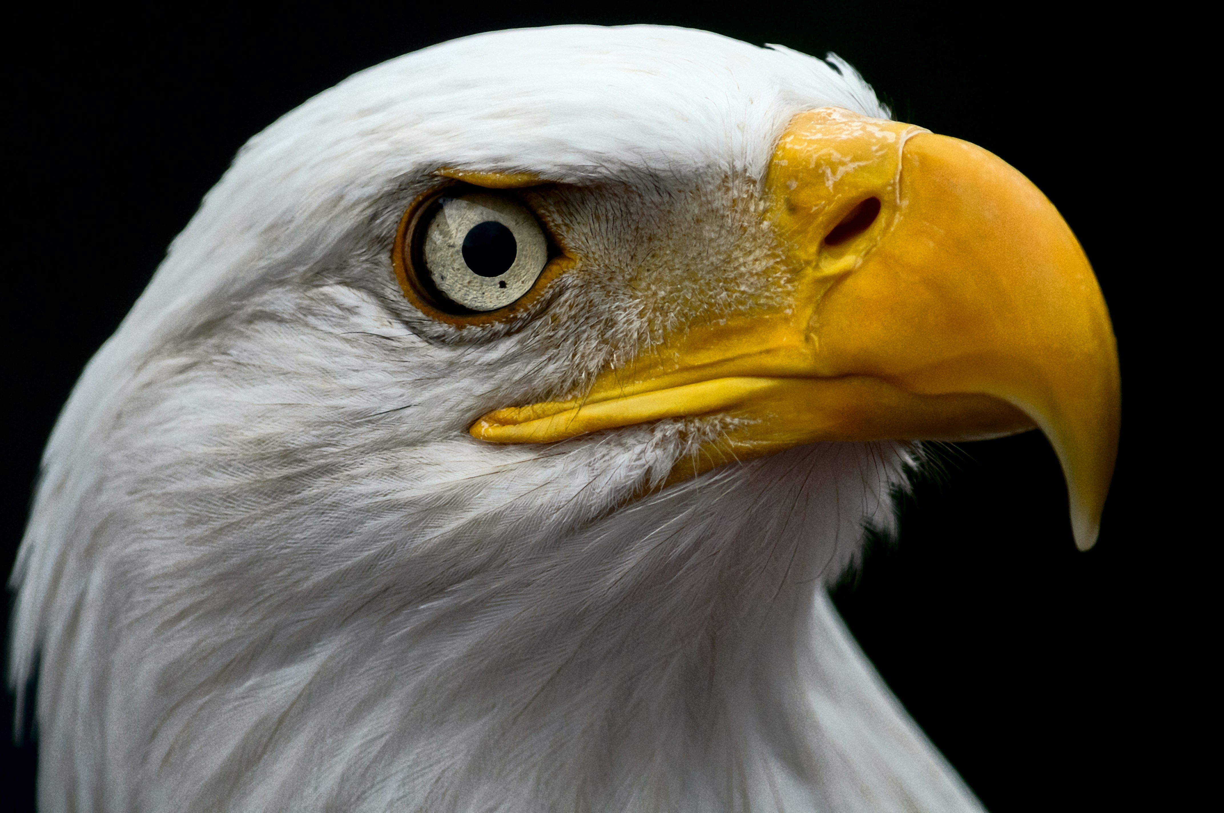 A close-up shot of a bald eagle, looking majestic and icon.