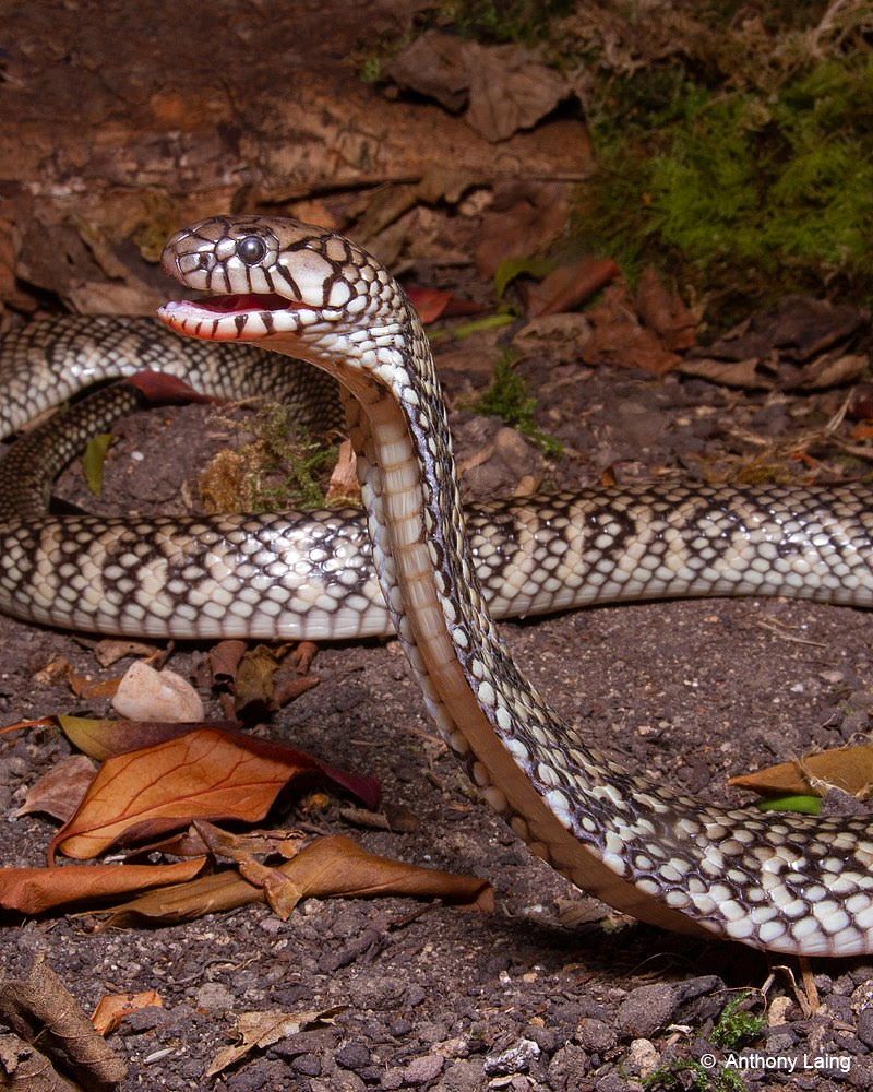 small snake on rocky ground surrounded by leaves; its head is raised up and its mouth is open