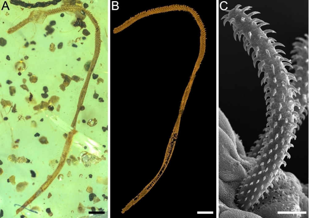 The fossil tapeworm from mid-Cretaceous Kachin amber (~99 Ma; million years ago) and the comparison with the tentacle of an extant trypanorhynch tapeworm. A. Microscopic image of fossil tapeworm; B. Micro-CT image of fossil tapeworm; C. Scanning electron microscopy image of an extant trypanorhynch tapeworm. 