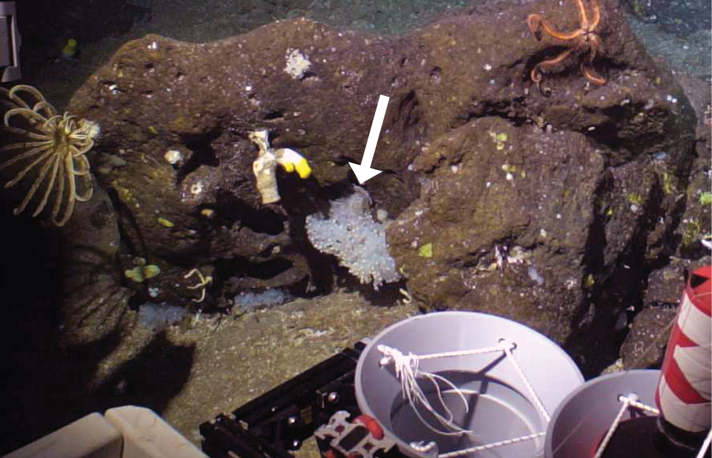 In-situ image of Vitrumanthus flosculus. White arrow indicates the species associated with Hexasterophora sponges.