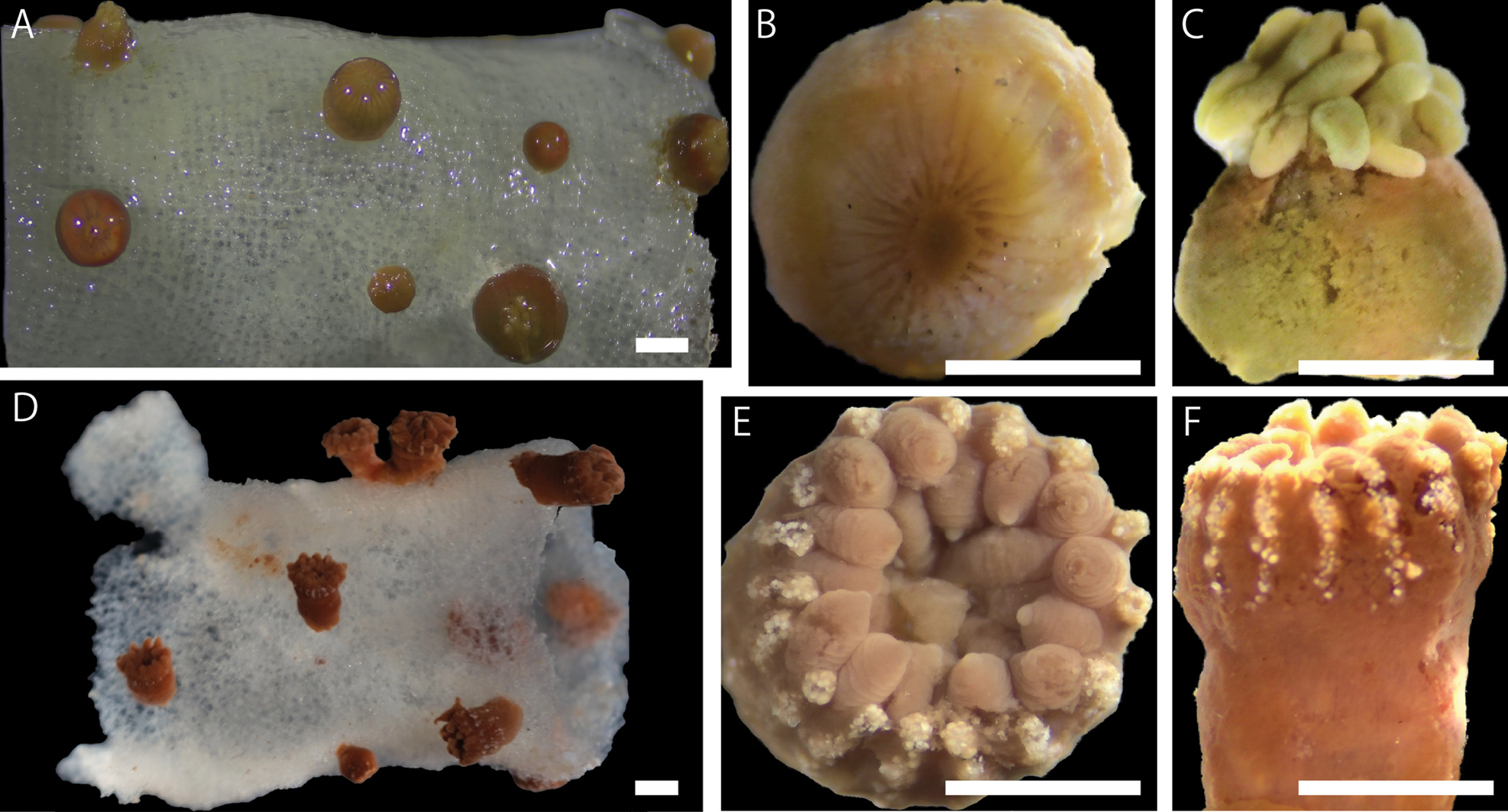 Images of external morphology of (A–C) Vitrumanthus flosculus sp. nov. and (D–F) Churabana kuroshioae A preserved polyps attached to Farrea sp. B and C close-up image of a preserved polyp D preserved polyps attached to Pararete sp. E and F close-up image of a preserved polyp. Scale bars: 1.0 mm (A–C); 2.0 mm (D–F).