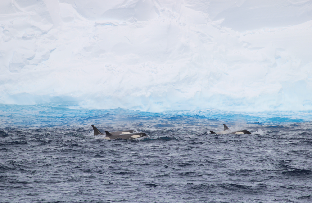 A pod of orca pay a visit to the A23a iceberg.