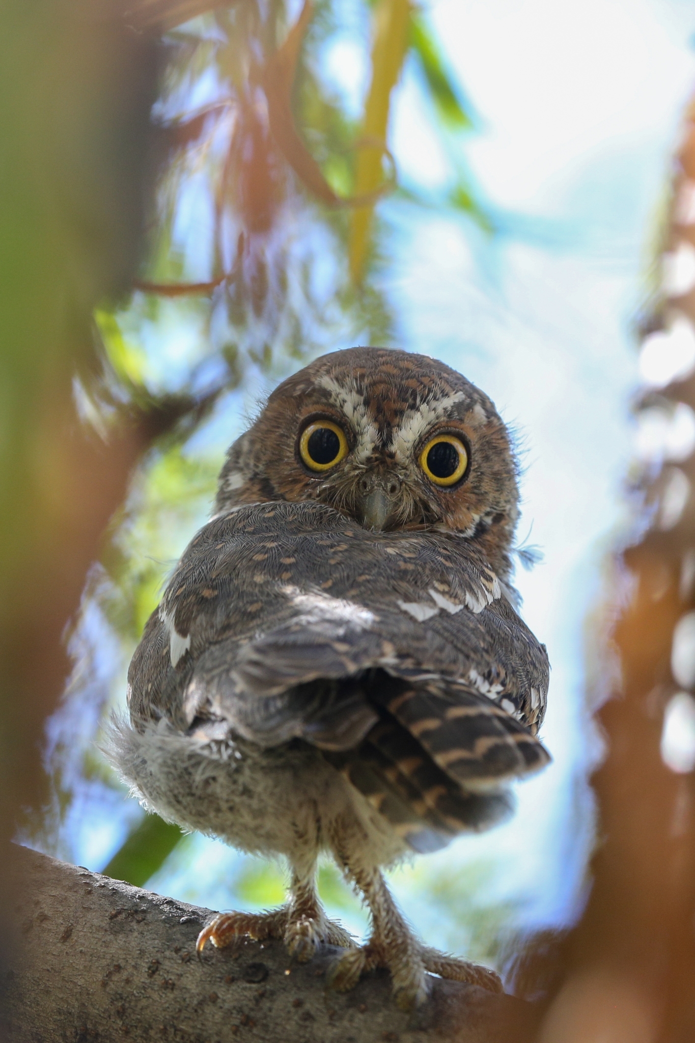 close up photograph of an elf owl sitting in a tree during the day