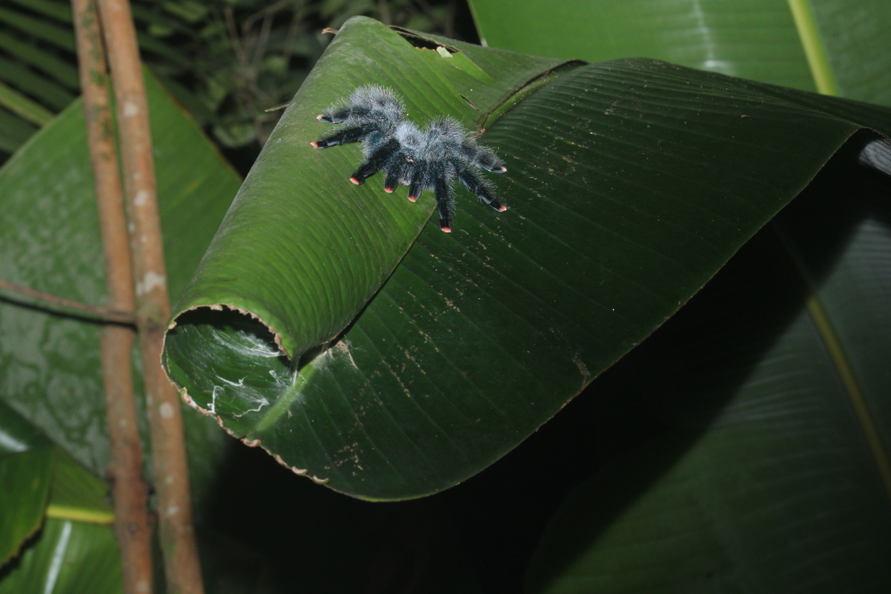 a pinktoe tarantula on a leaf showing off its pink toes