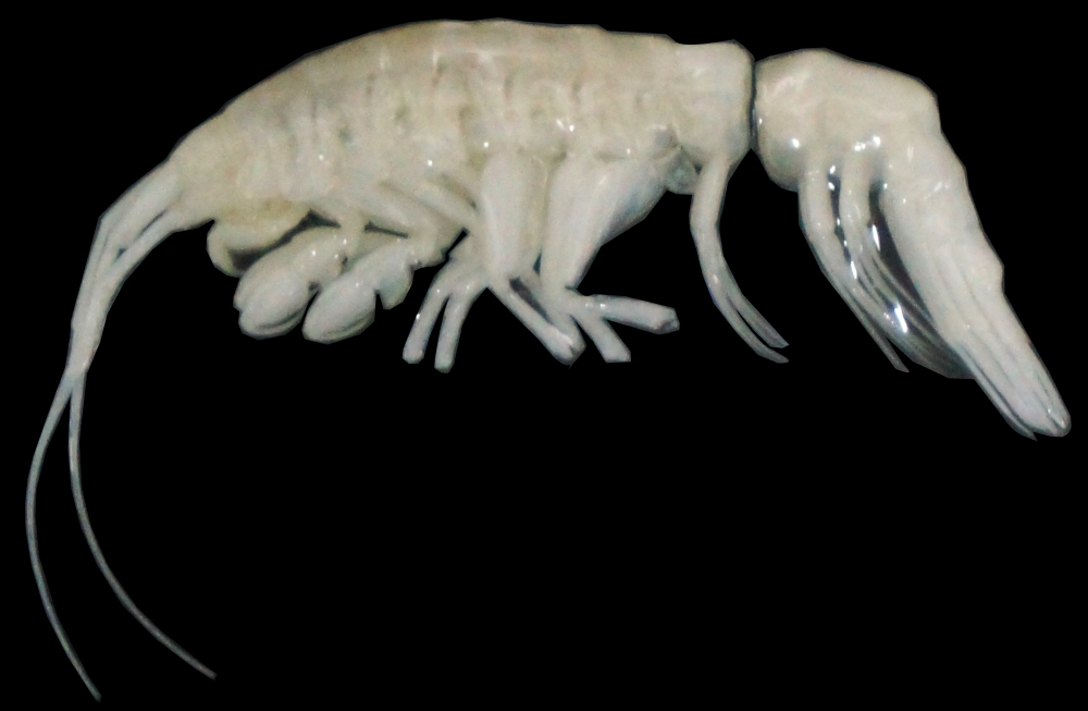 photo of white amphipod Ducibella camanchaca 