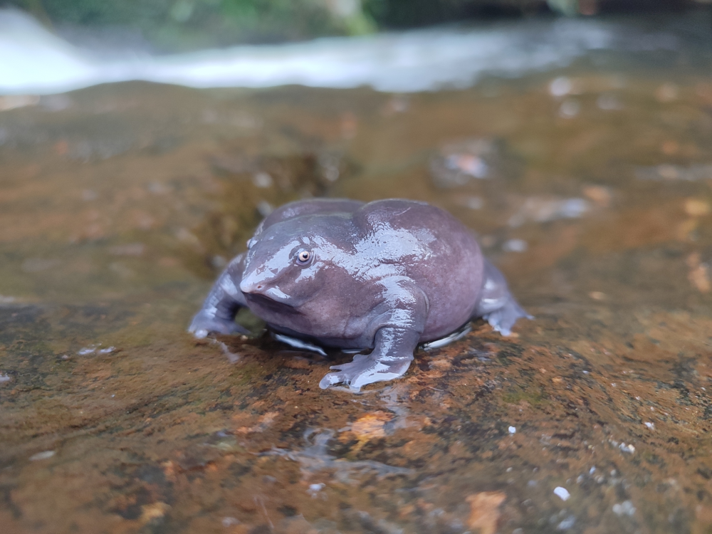 a purple frog on a rock