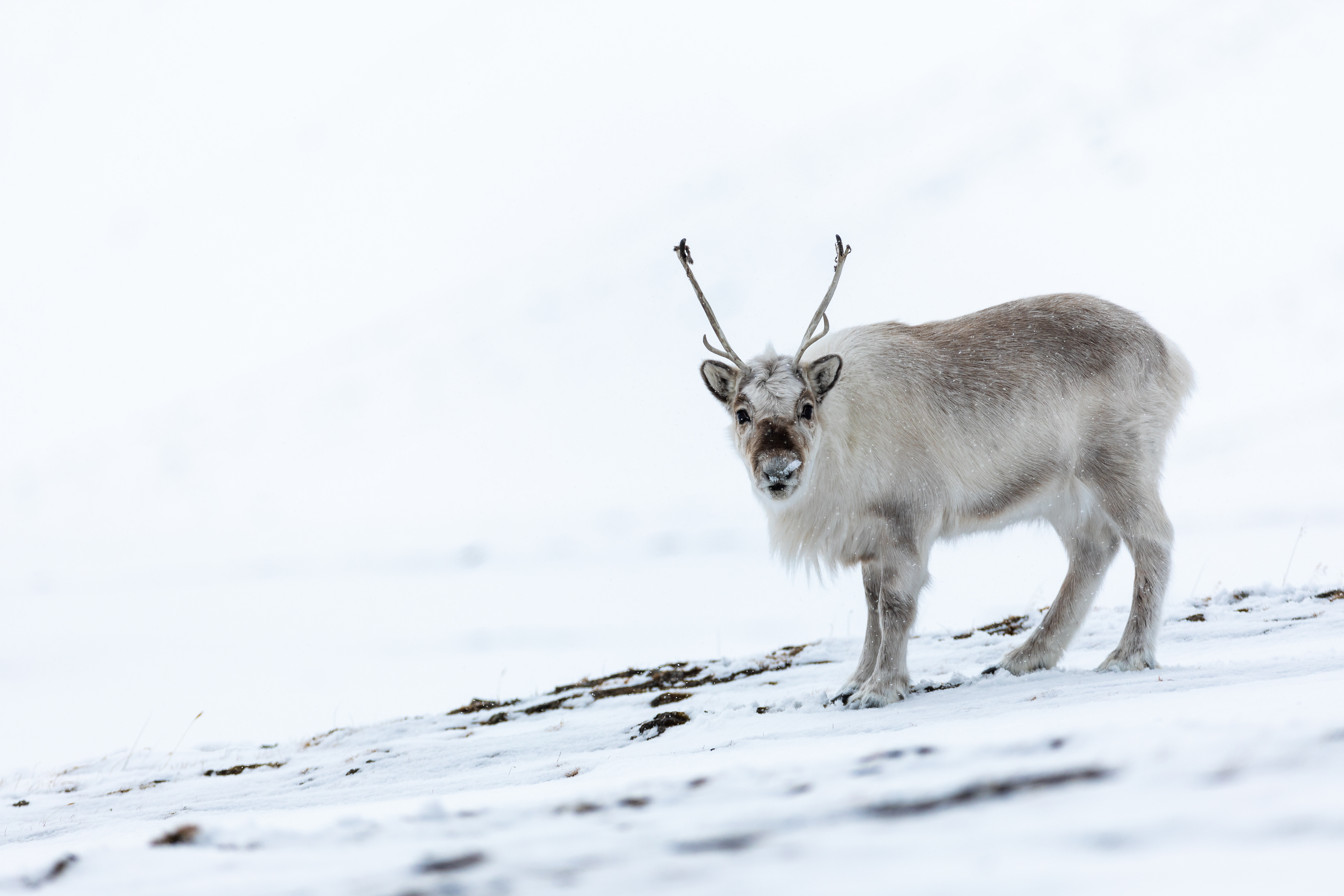 Adult svalbard reindeer looking majestic on a white snowy landscape