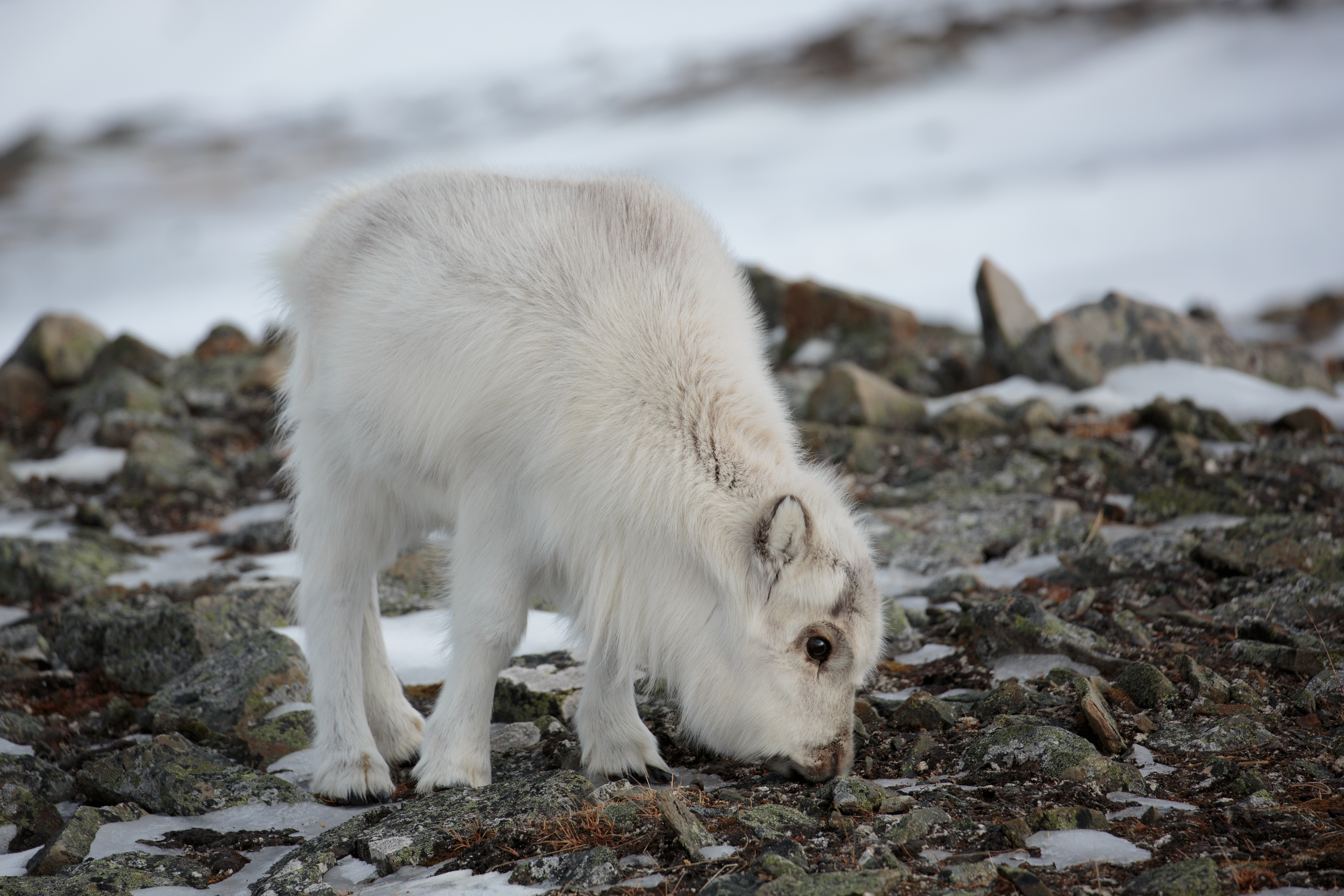 Little baby svalbard reindeer eating