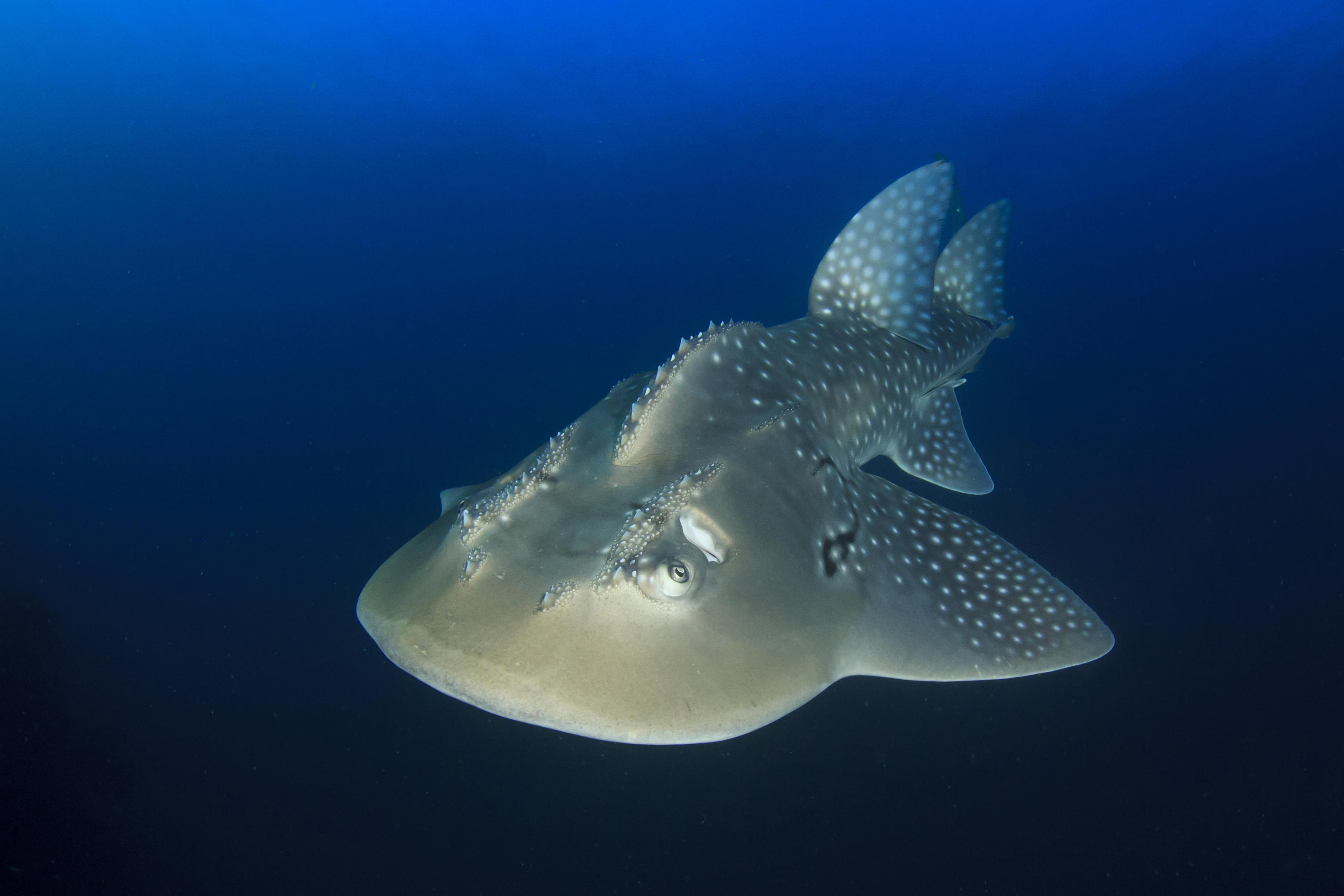 Large spotted ray with fins and pointed ridges over its head.