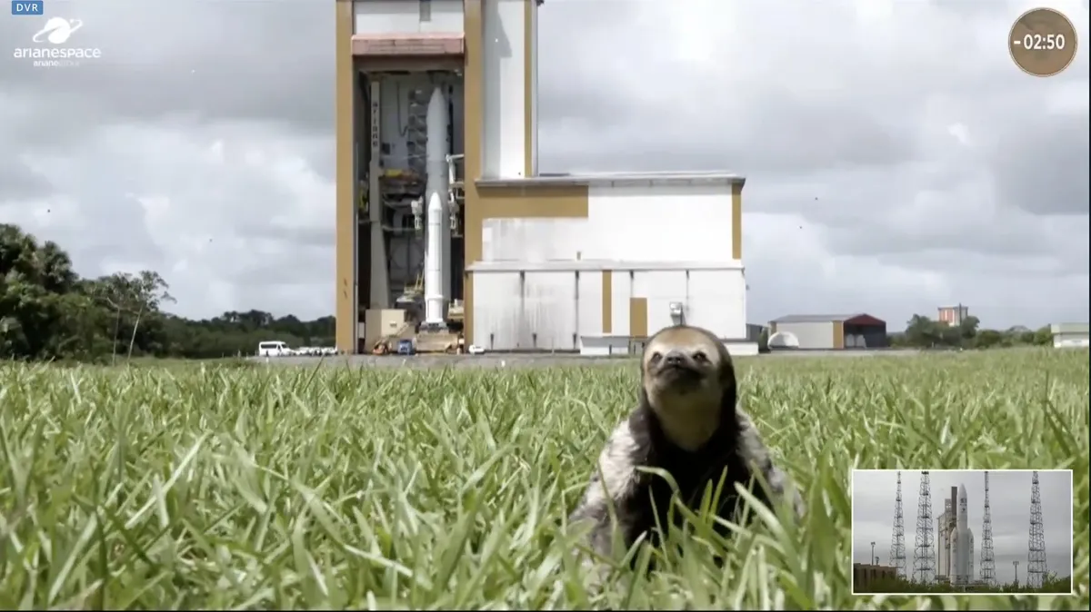 A sloth in the grass near the camera. Behind the vehicle assemebly facilty of Ariane 5