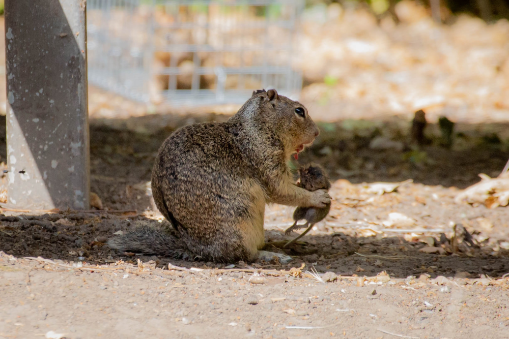 a squirrel eating a headless vole