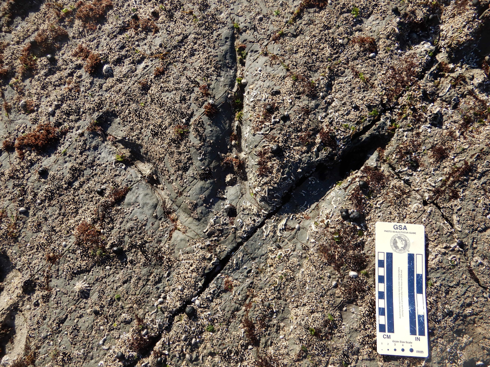 a theropod footprint encrusted with sea life