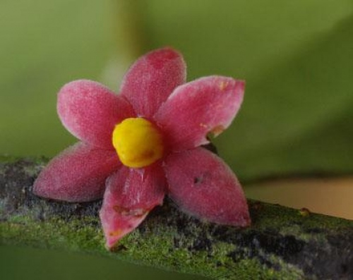 small pink flower with a yellow centre