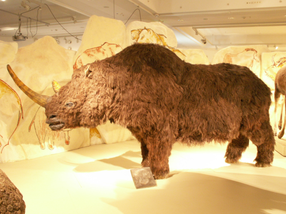 a model of a woolly rhino showing it had a camel-like fat hump