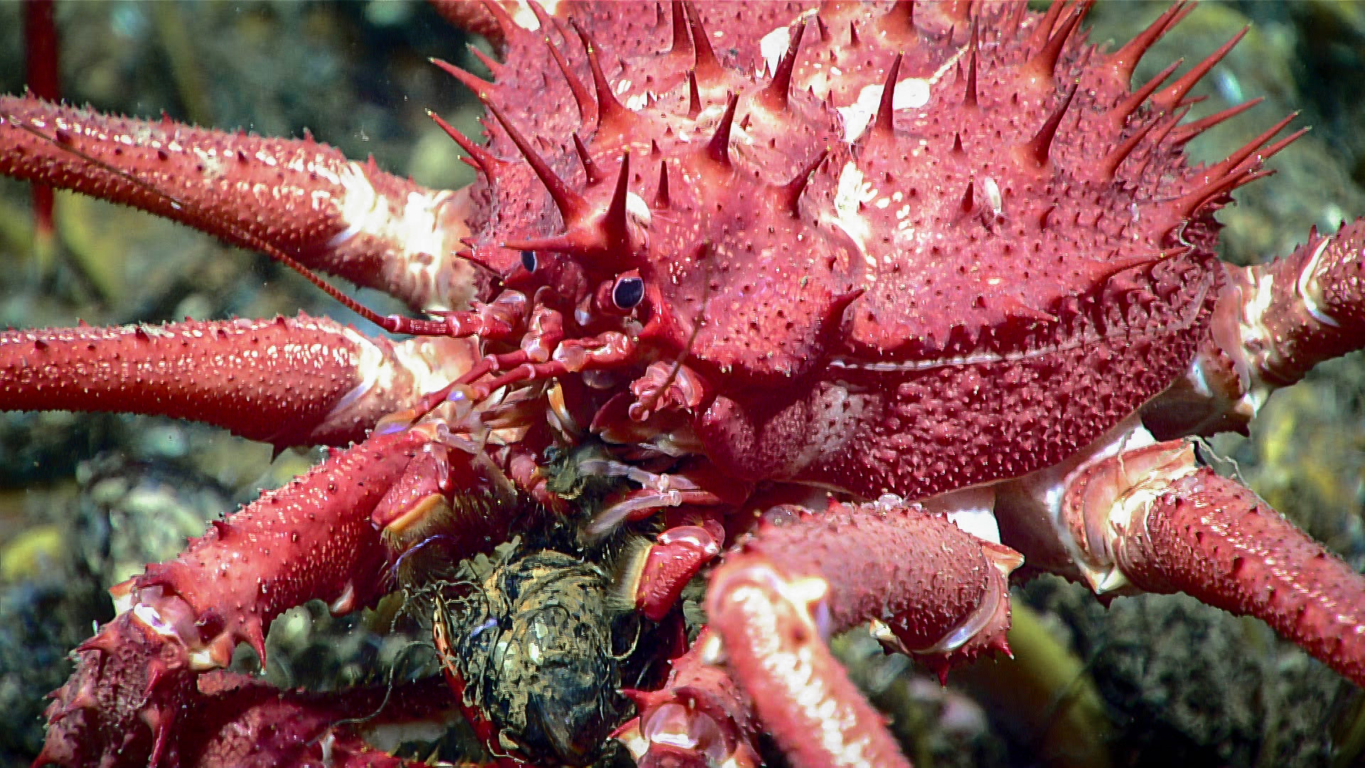 Large bright red crab close up eating a mussell. The crab has spines all over its body.