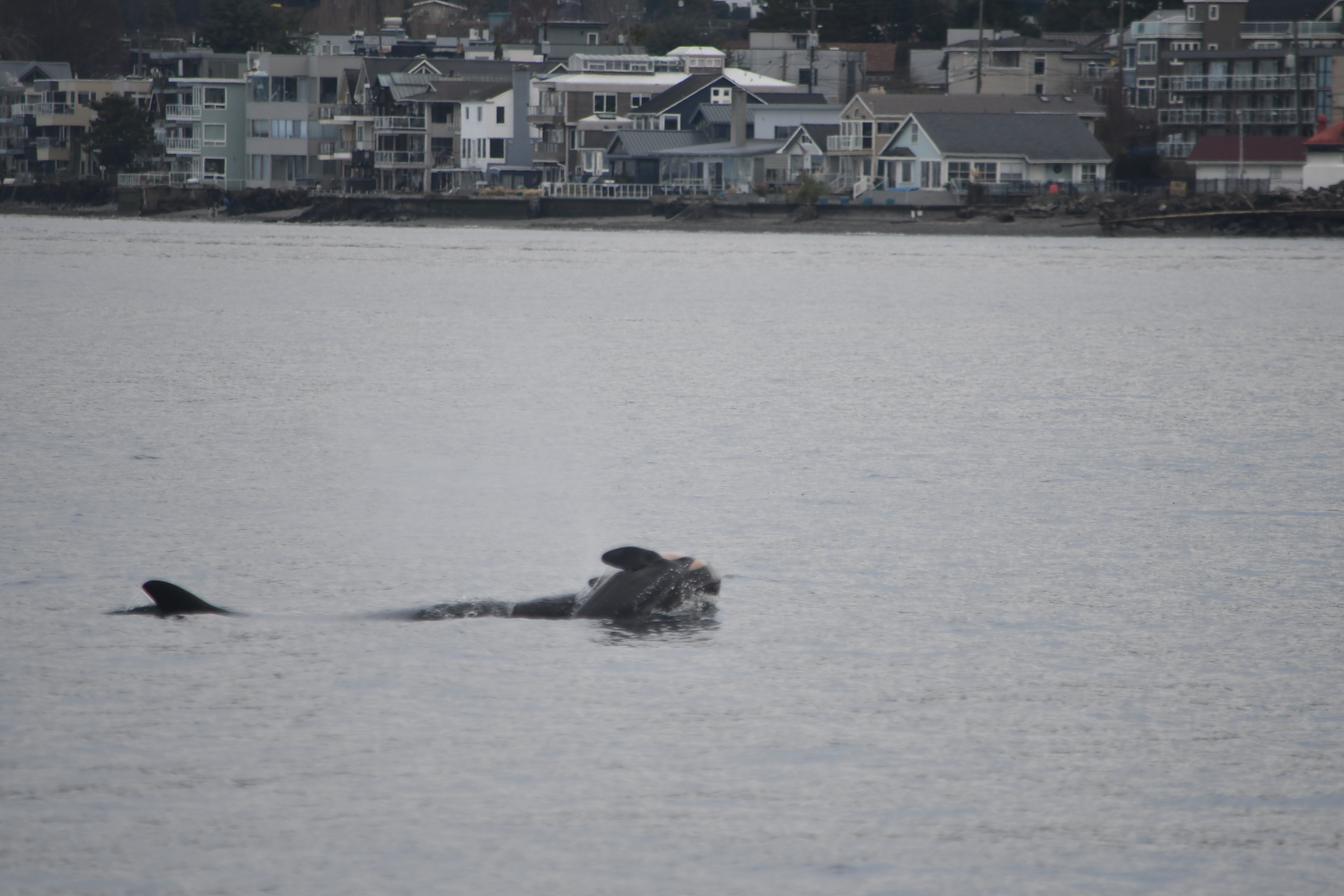 photograph of an adult female orca swimming through the water and carrying its dead calf on its head