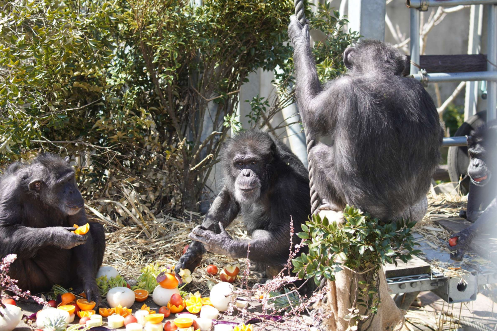 A male chimpanzee (center) and female chimpanzees at the Kumamoto Sanctuary