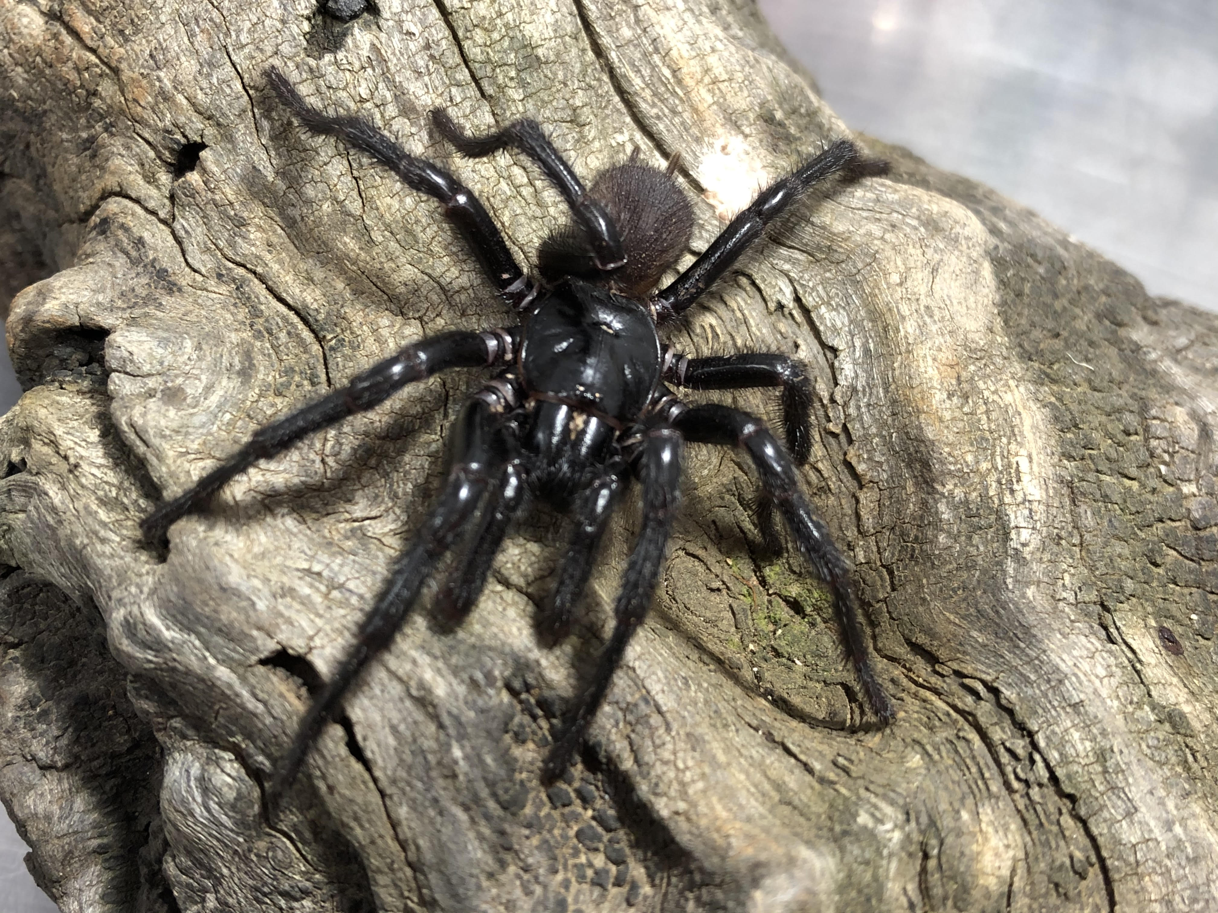 Large black spider with hairy legs on a wooden log