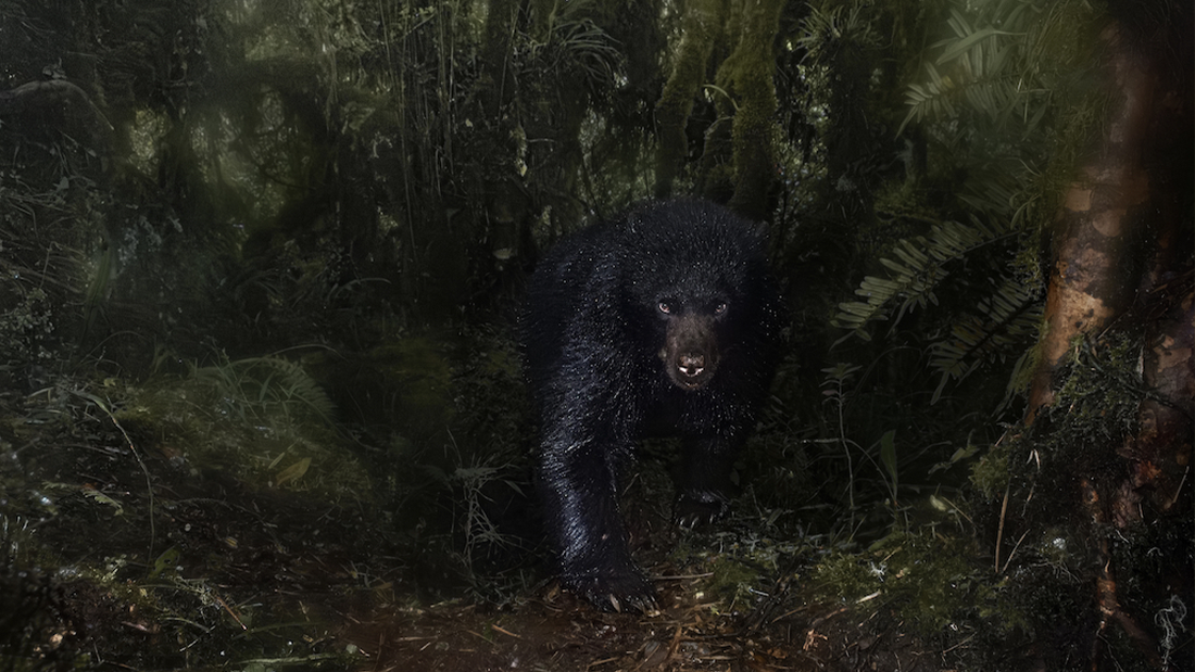 An andean bear stalks through the rainforest during the rain. The black fur shows raindrops.