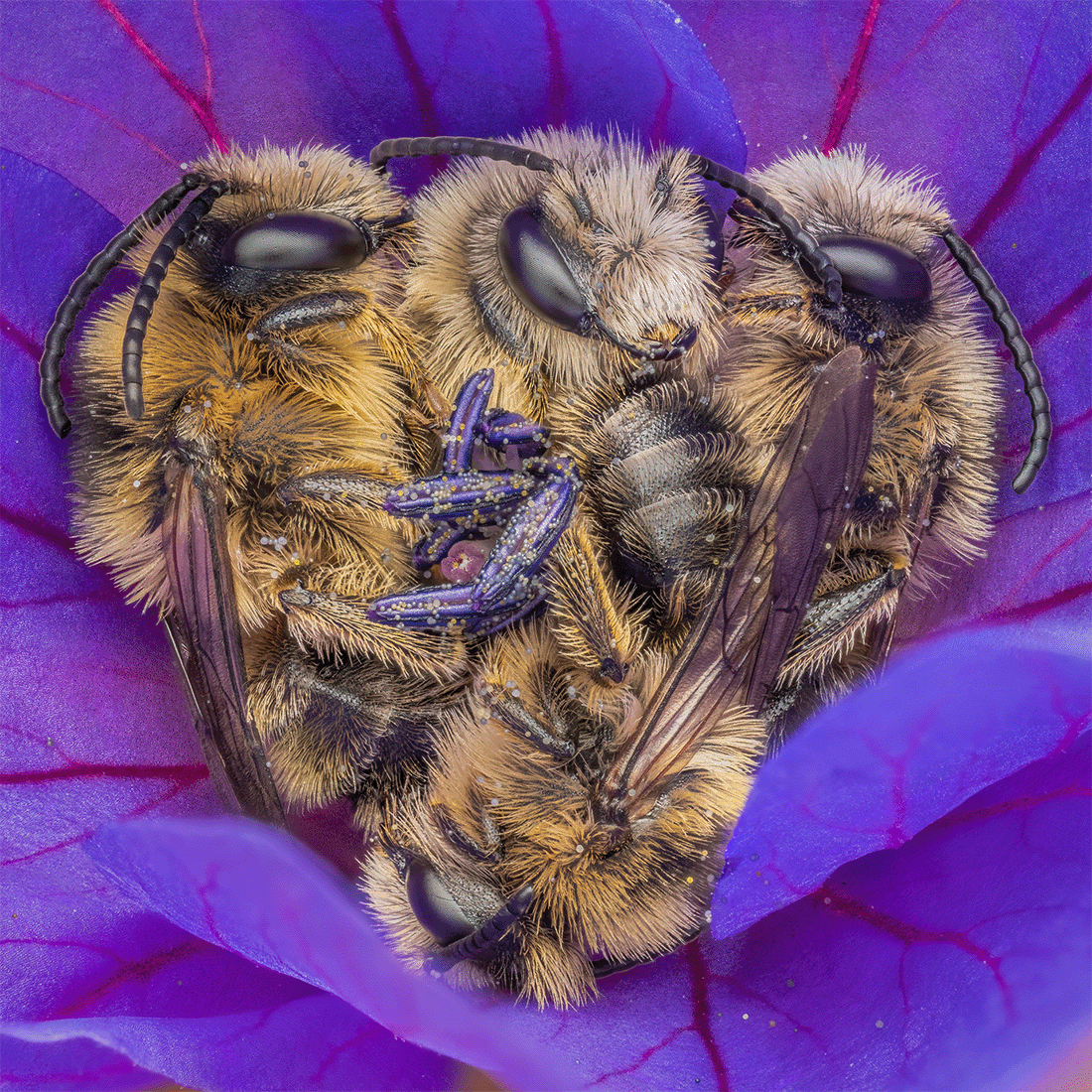 Four snuggled up bees inside a purple flower. They look very fluffy and cosy all wrapped around each other.