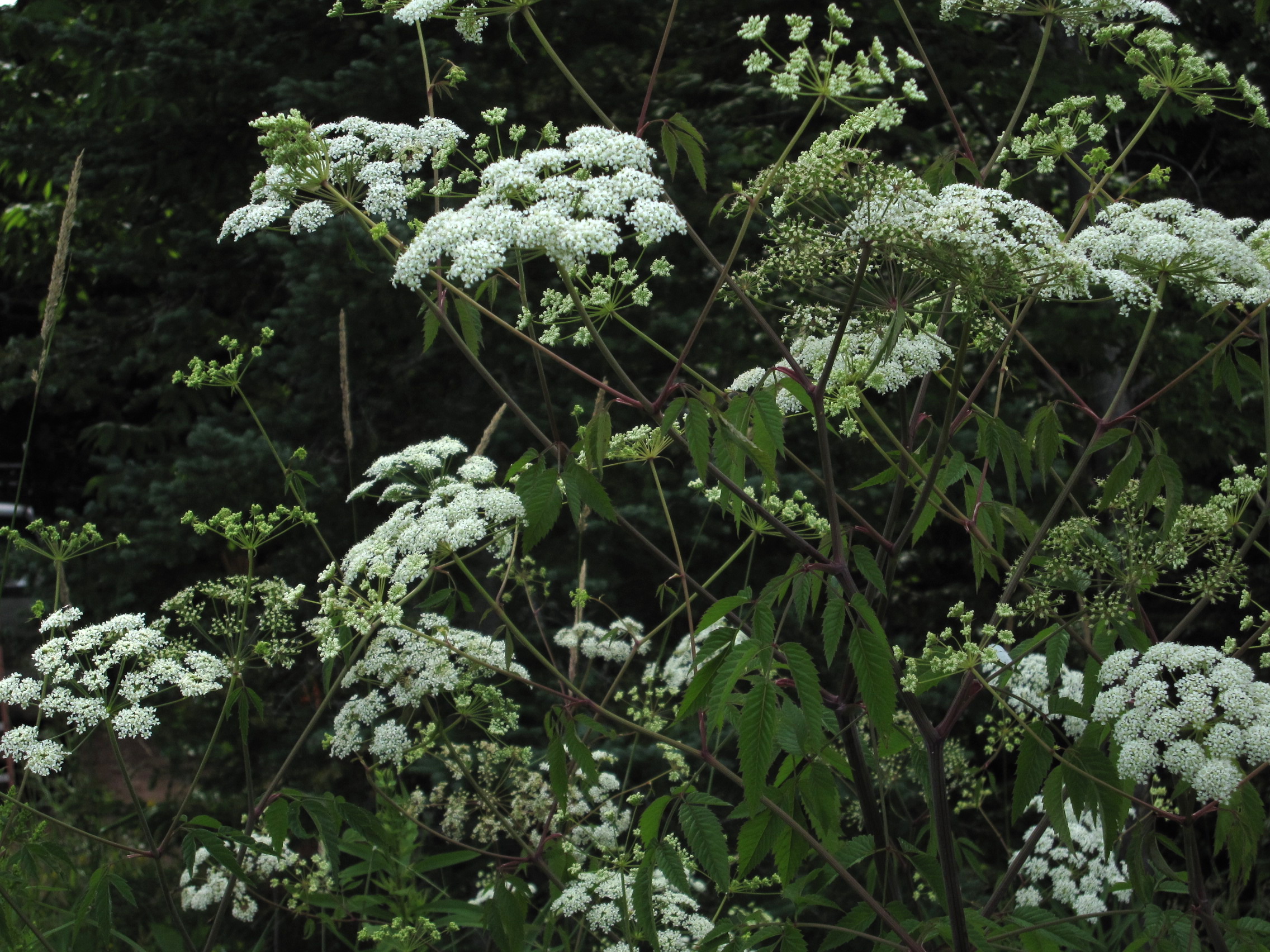 photograph of spotted water hemlock