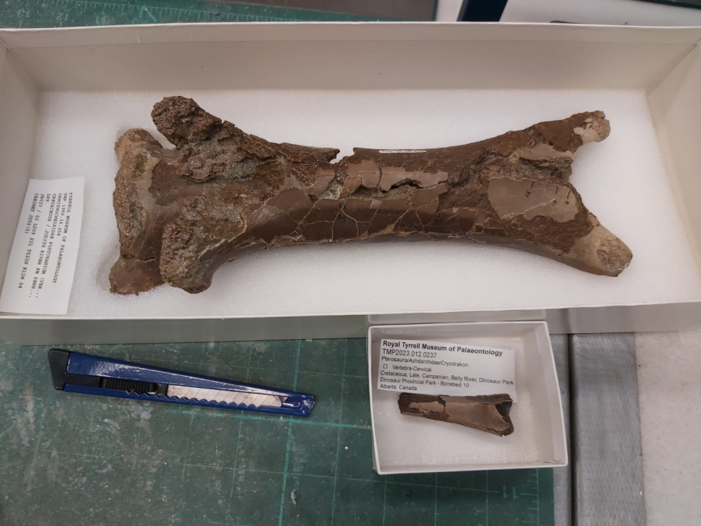 Comparison between an adult Cryodrakon boreas vertebra and the juvenile's from this research, demonstrating how much growing it had left to do. 