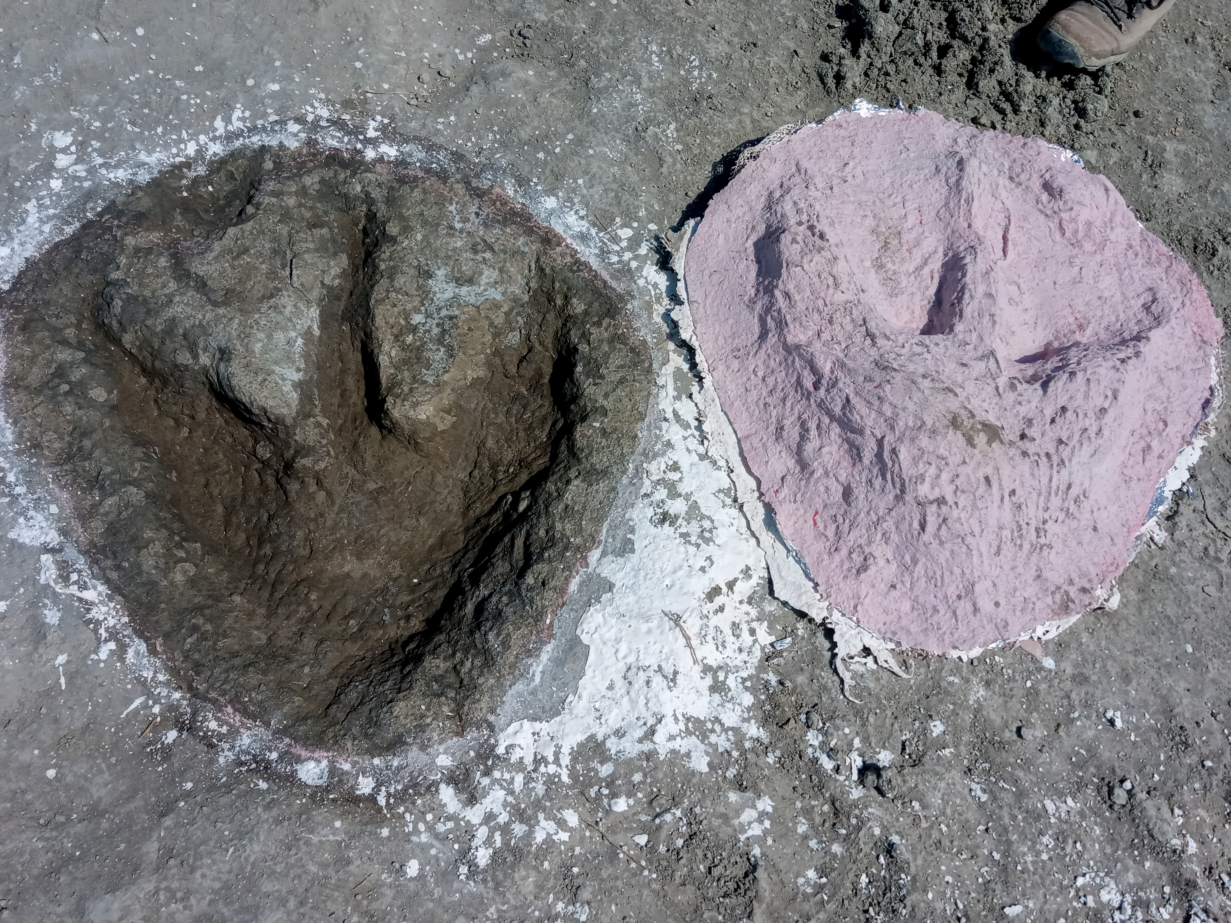 Megalosaurus footprint