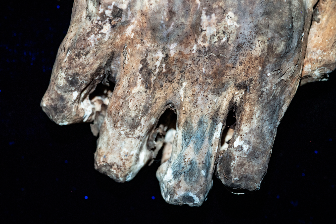 Knuckle tattoos on the mummied remains of ancient Chancay culture. 