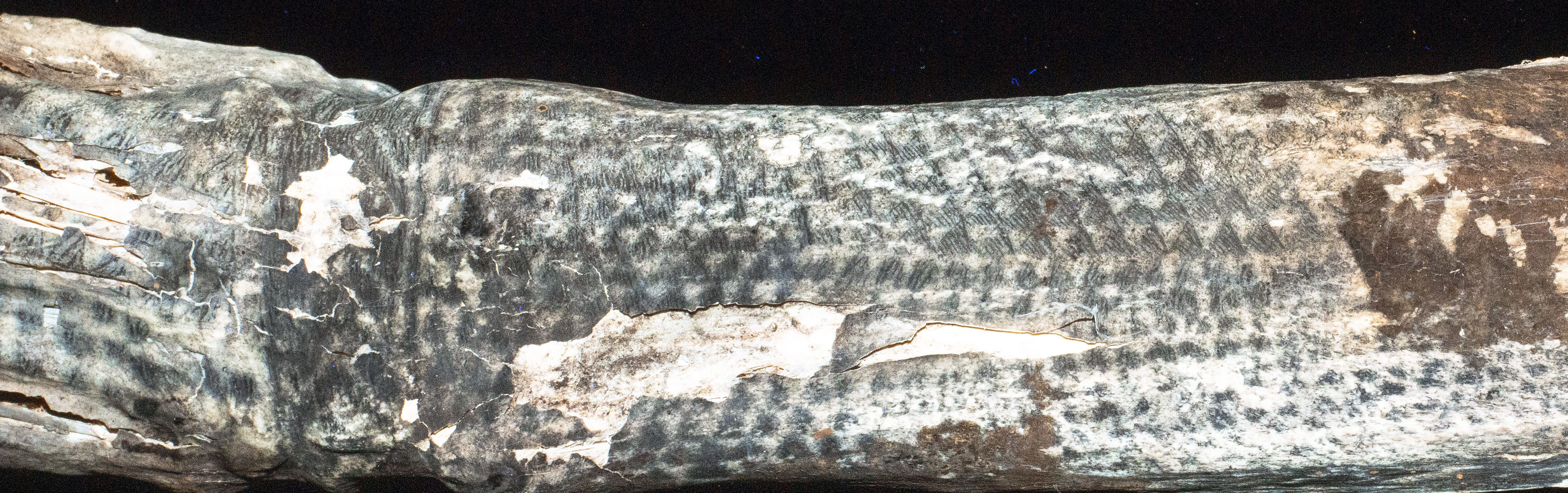 The arm of an ancient Chancay people covered in fine-line tattoos.