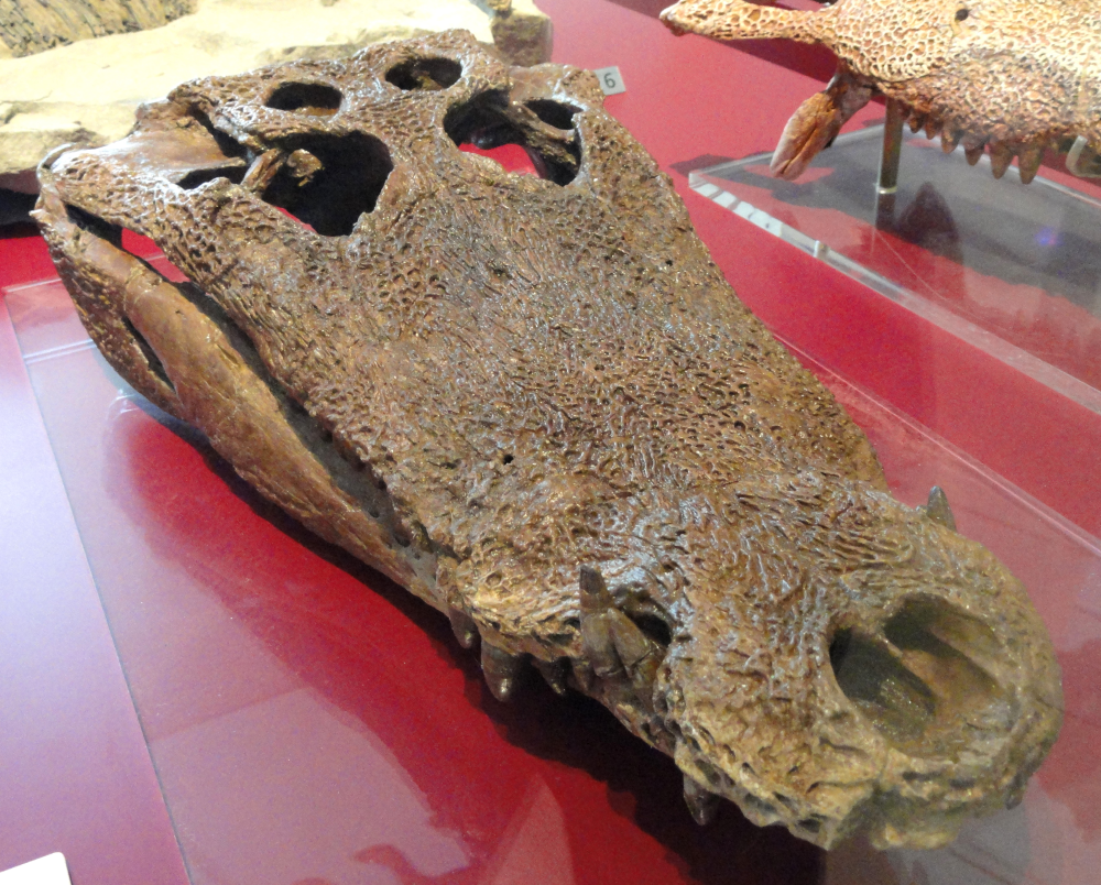 Leidyosuchus canadensis skull looks like an ancient alligator