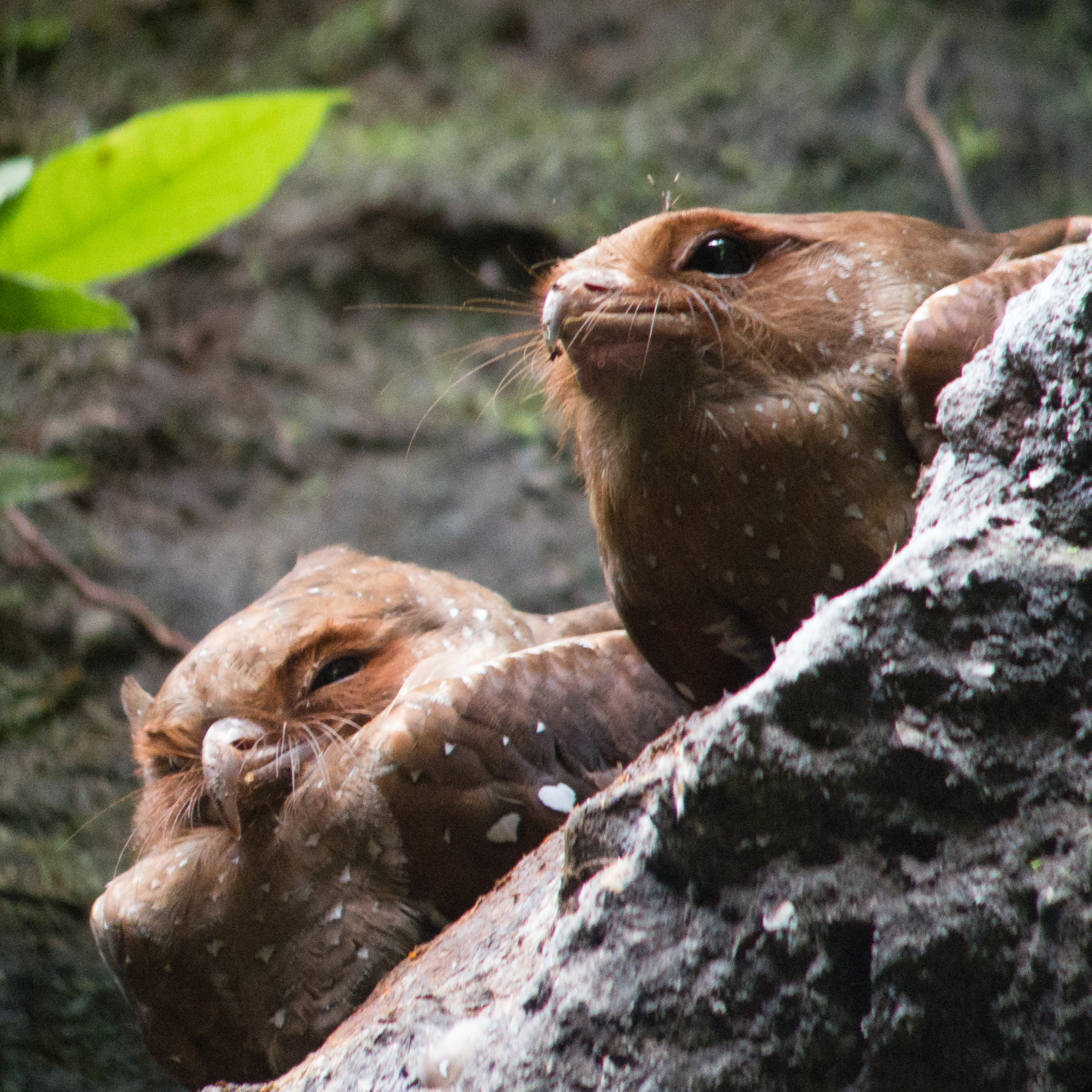 close up of two roosting oilbirds