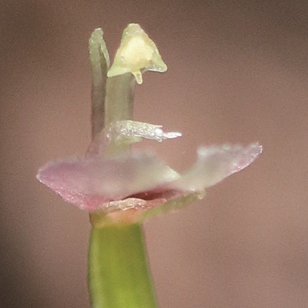 The diminutive orchid Stigmatodactylus sikokianus was named in 1891 for the finger-like appendage on its stigma. 