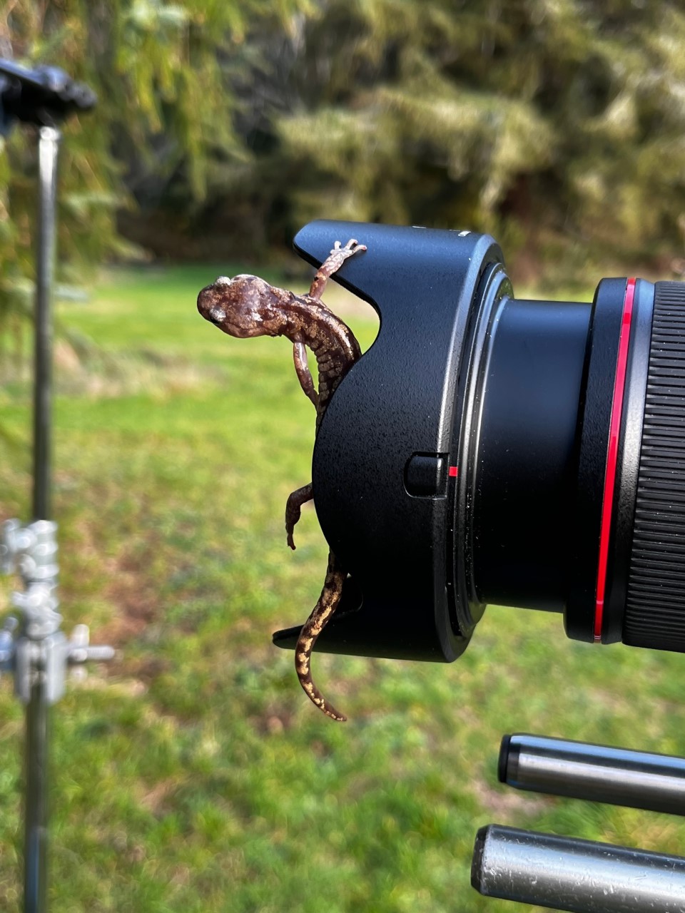 A salamander crawls over the lens of a camera with toes outstreched.