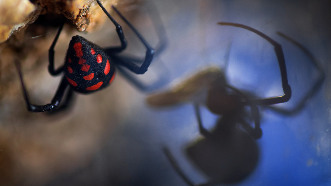 The back of a black widow spider as it eats prey, the shadow is cast on the opposite side of the image.