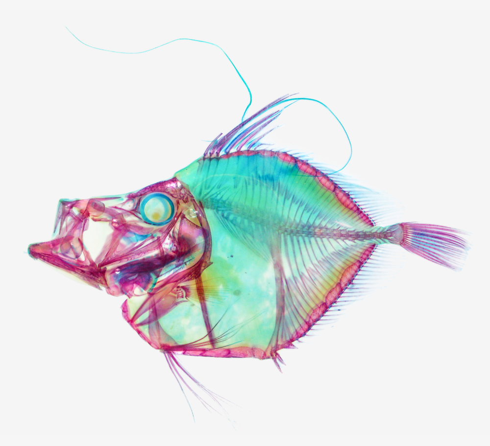 A diaphonized mirror dory. The bones are dyed red and the cartilage is dyed blue.