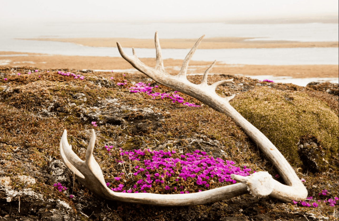 Caribou migrate annually to the coastal plain of the Arctic National Wildlife Refuge and leave behind their shed antlers.