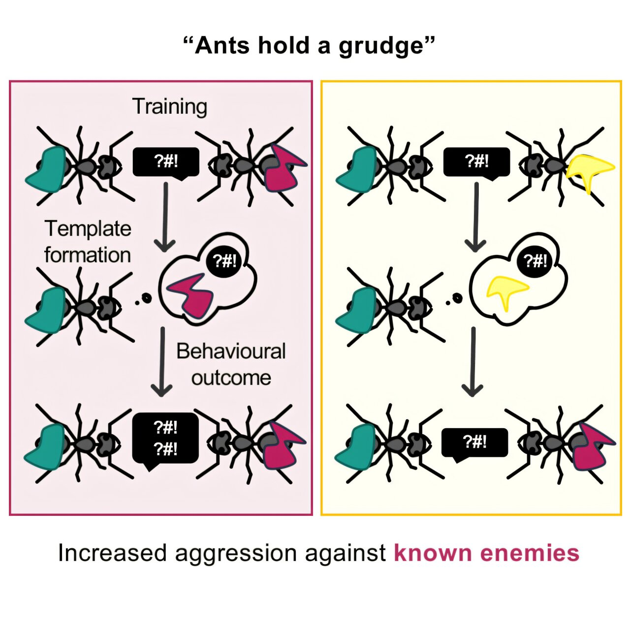 Ants get aggressive with ants from another nest where they have previously had bad interactions, but not where there is no history.