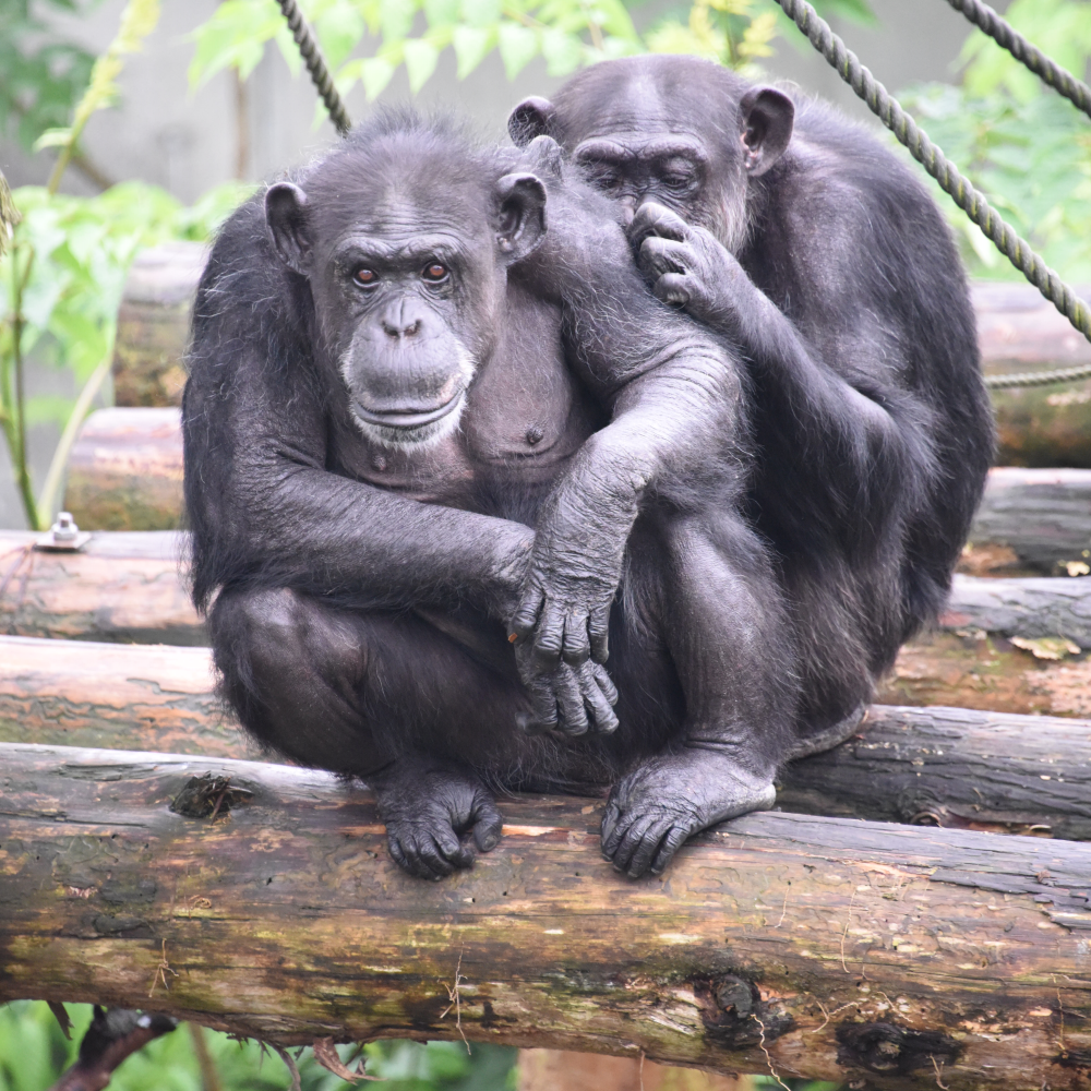 Two female chimpanzees at the Kumamoto Sanctuary