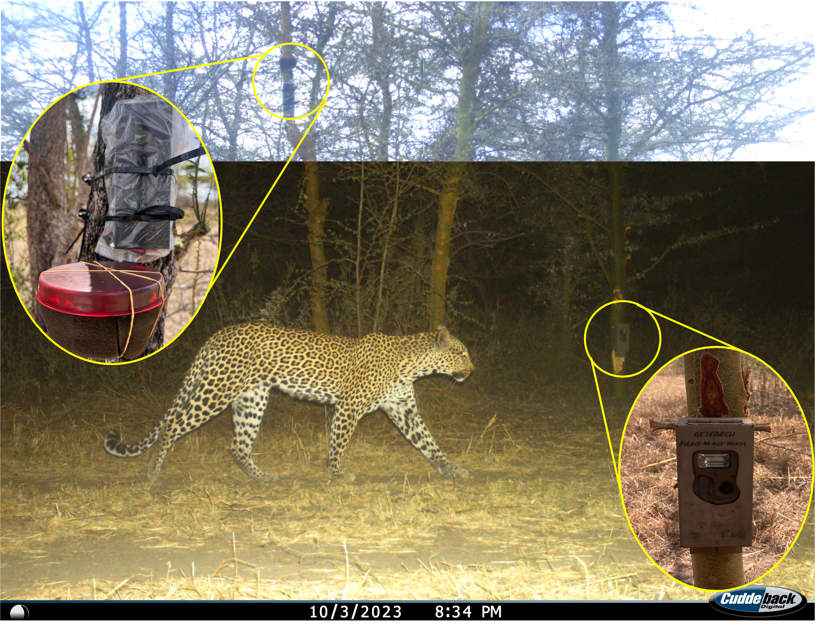 A camera trap image has been edited to show both the camera trap location and the location of the audio recorder. A leopard walks through the middle of the experiment. 