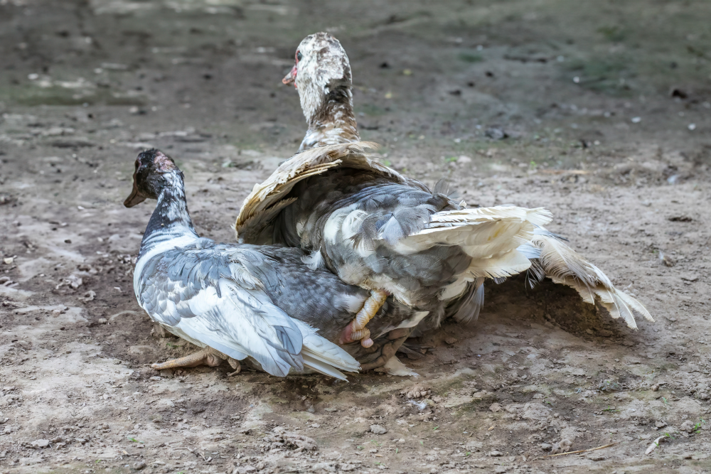 The corkscrew penis of a duck in action, male bird is on top of the female