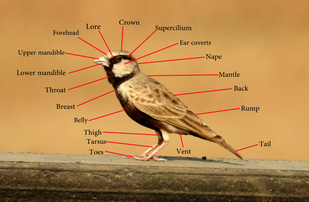 a diagram showing the ear coverts below the eyes of a bird