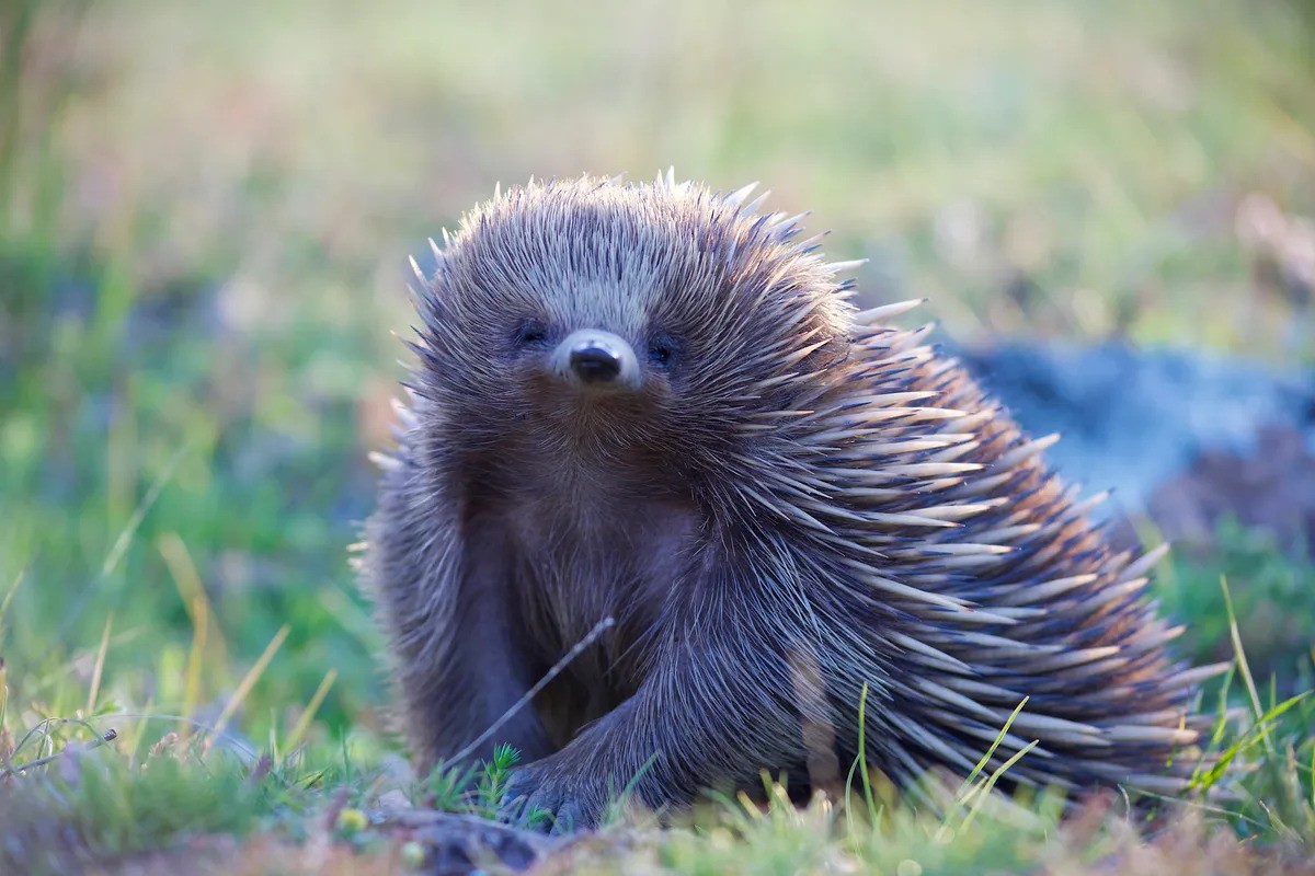 Echidna in the wild