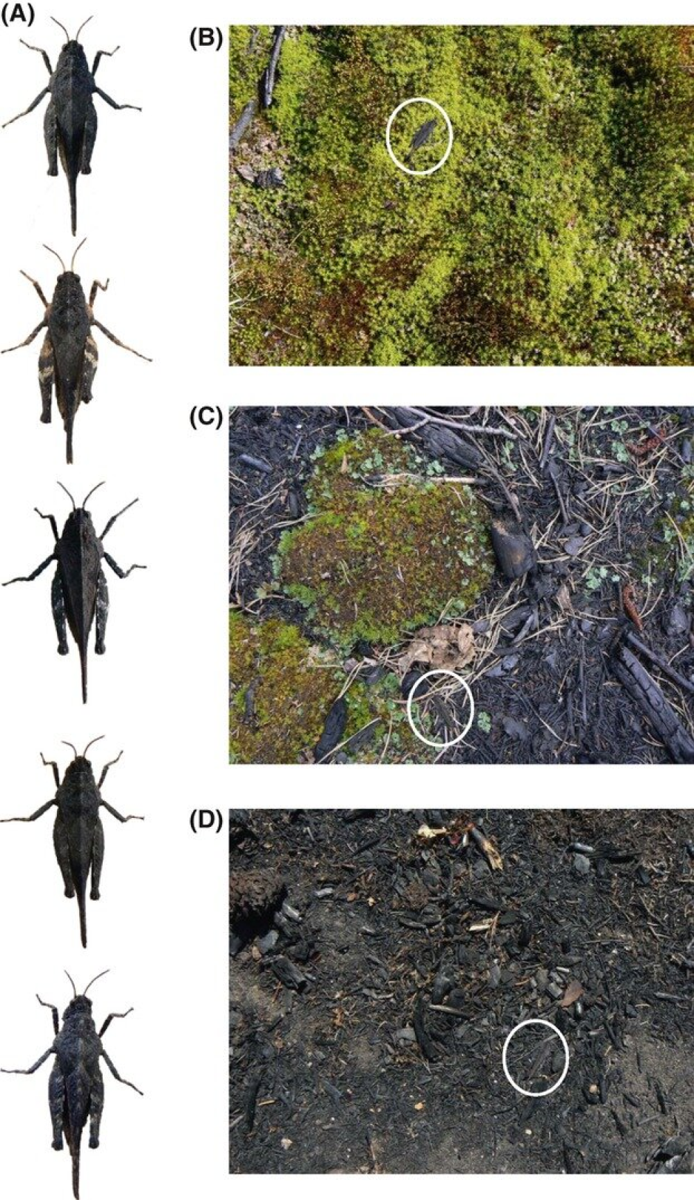 melanistic grasshoppers adapted due to fire melanism show up differently on green and black environments