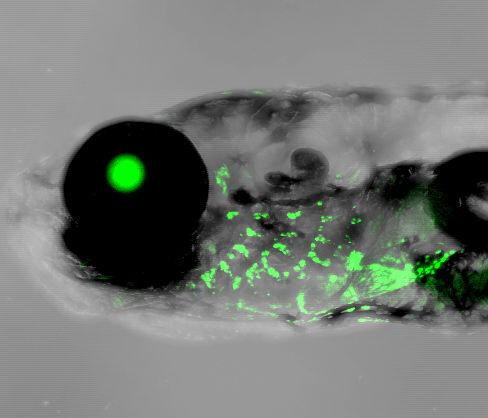 Human outer ear enhancer driving green fluorescence protein expression in the gills of a 2 week old zebrafish.